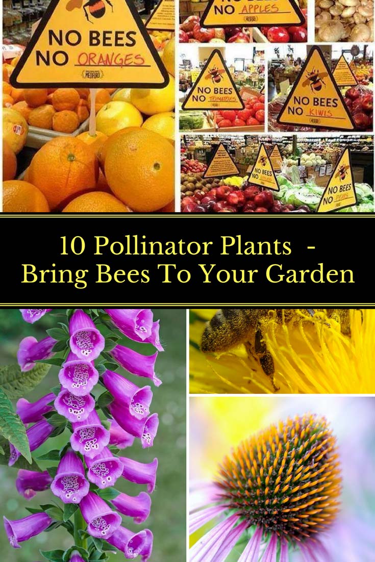 10 Pollinator Plants - Bring Bees To Your Garden