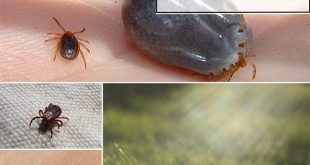 5 Way To Keep Ticks Out of Your Garden