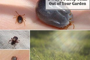 5 Way To Keep Ticks Out of Your Garden