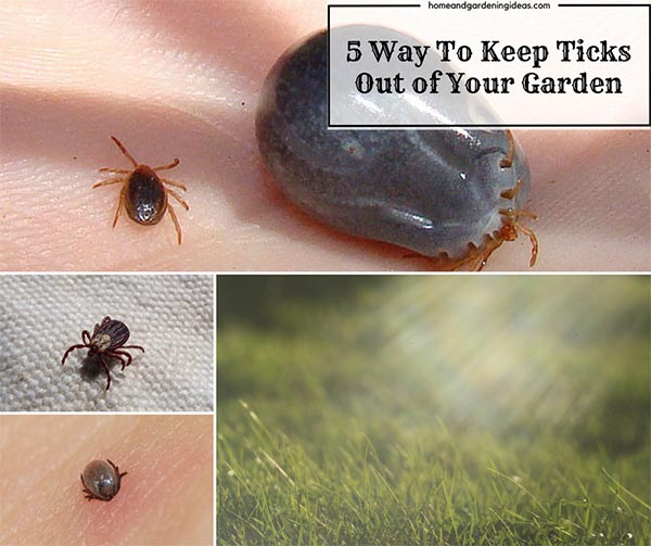 5 Way To Keep Ticks Out of Your Garden