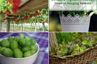 8 Fruits & Vegetables You Can Grow in Hanging Baskets