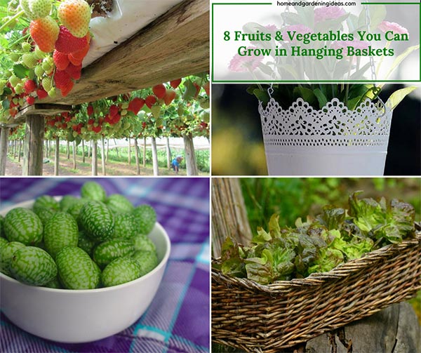 8 Fruits & Vegetables You Can Grow in Hanging Baskets