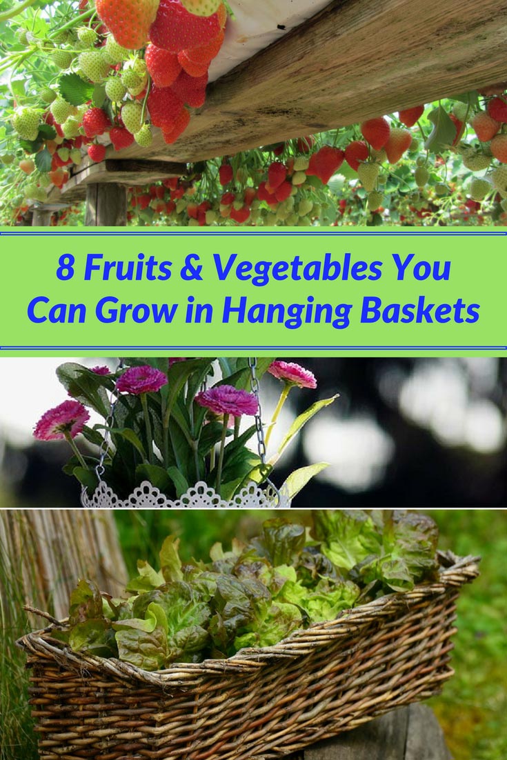8 Fruits &amp; Vegetables You Can Grow in Hanging Baskets ...