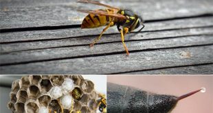 8 Ways to Get Rid of Wasps and Keep Them Away