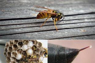 8 Ways to Get Rid of Wasps and Keep Them Away