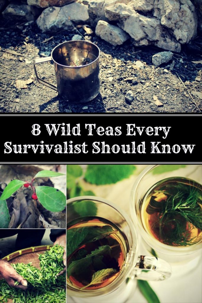 8 Wild Teas Every Survivalist Should Know 