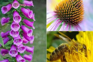 10 Pollinator Plants - Bring Bees To Your Garden