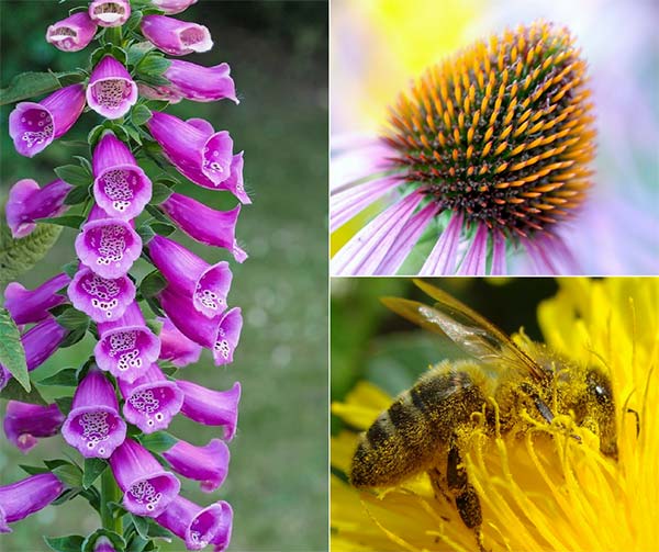10 Pollinator Plants Bring Bees to Your Garden Home and Gardening Ideas