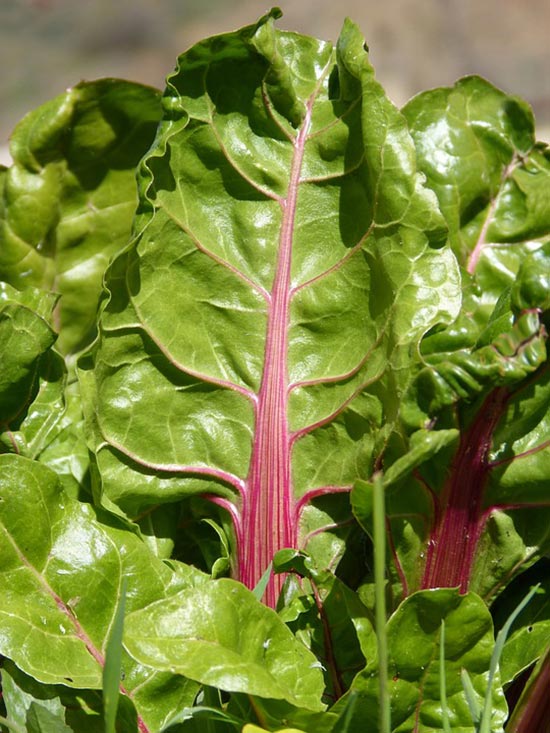 Chard