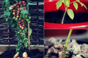 How To Grow Tomatoes And Potatoes On The Same Plant
