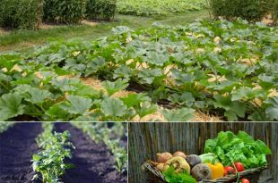 How Much Should you Plant To Provide A Year’s Worth of Food