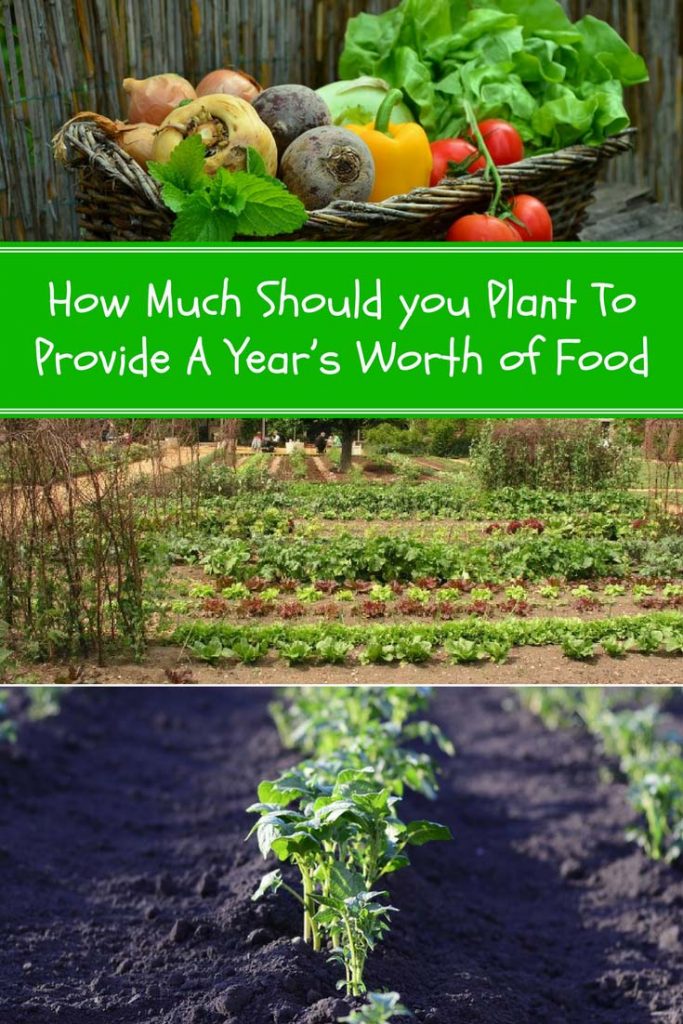 How Much to Plant in The Garden to Provide a Year’s Worth of Food