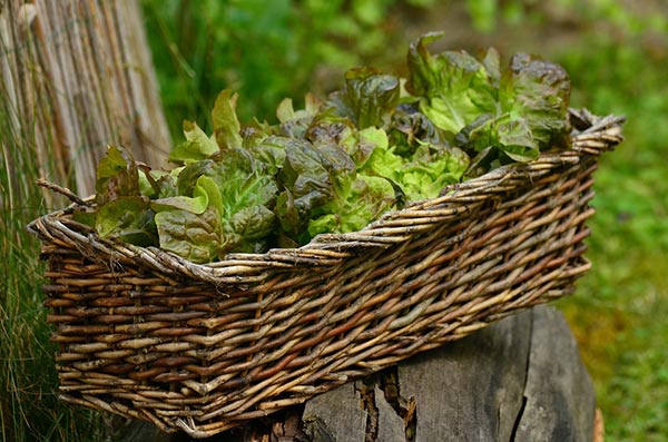 Lettuce