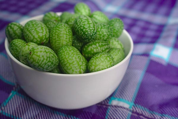 Mexican sour gherkins