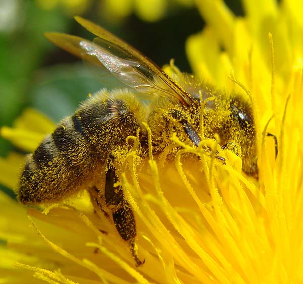 Pollination Bee