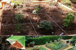 10 Steps to Planting Your Square Foot Garden