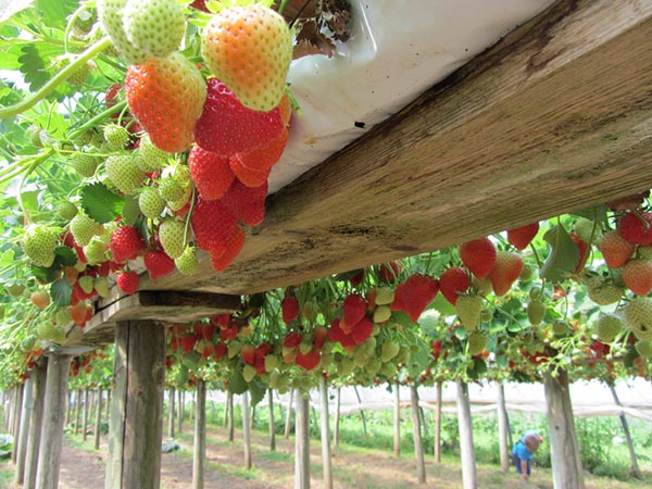 Strawberries