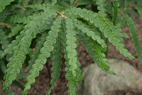 Sweetfern