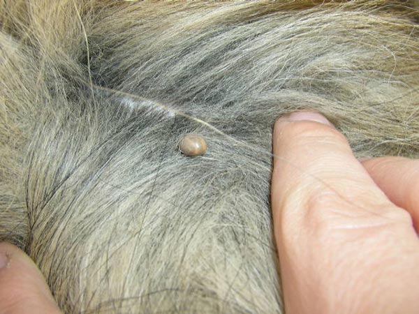 tick on your dog