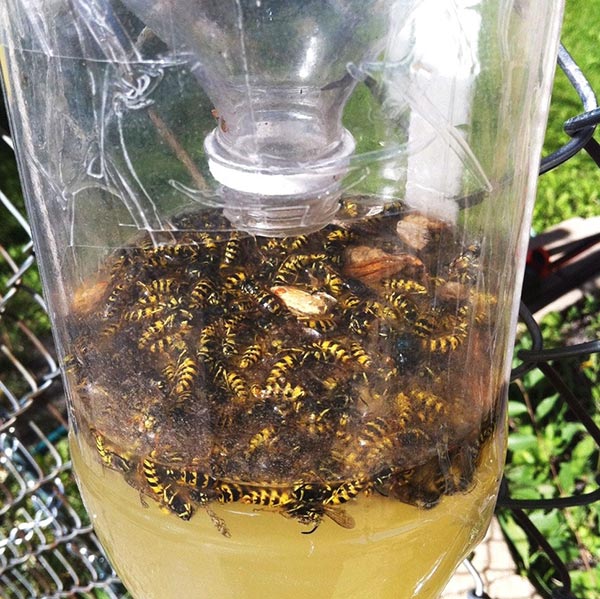 Wasp Trap
