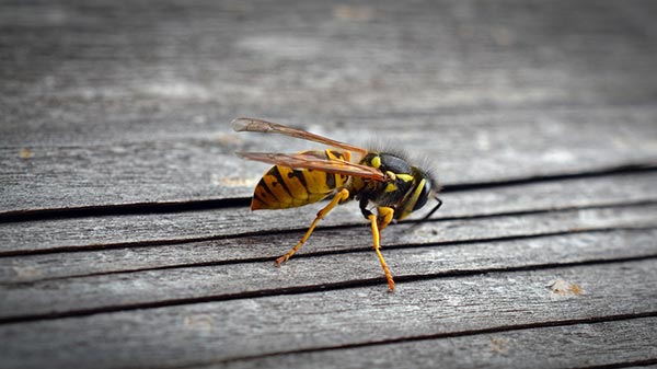 Wasp