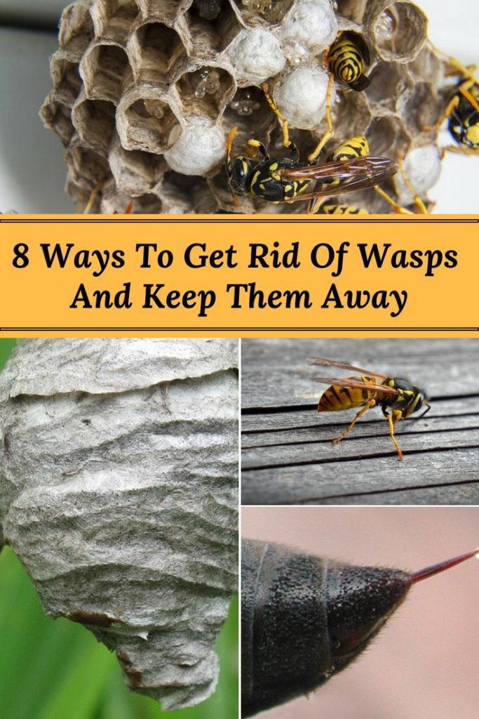 8 Ways to Get Rid of Wasps and Keep Them Away