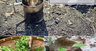 8 Wild Teas Every Survivalist Should Know