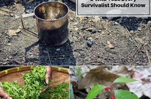 8 Wild Teas Every Survivalist Should Know