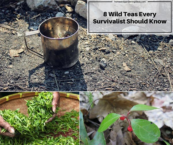 8 Wild Teas Every Survivalist Should Know
