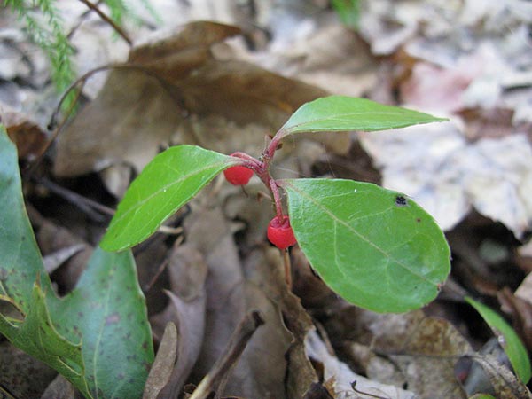 Wintergreen