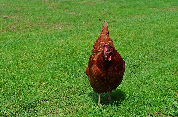 Raise chickens