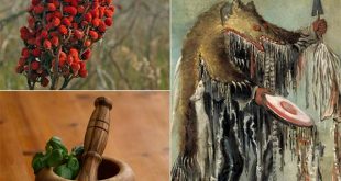 Traditional Cherokee Medicinal Plants