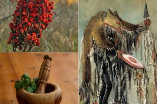 Traditional Cherokee Medicinal Plants