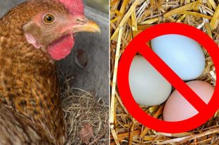 6 Common Reasons Why Your Hens Stop Laying