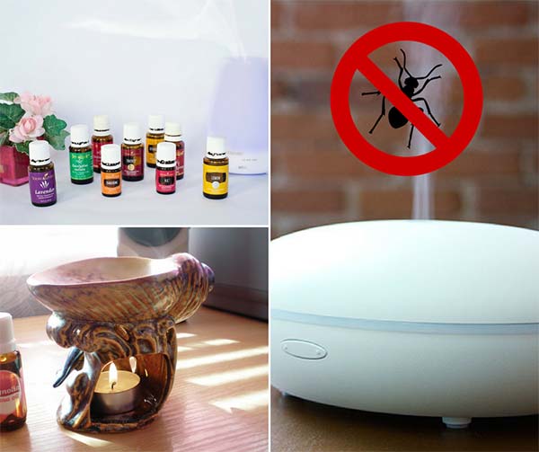 8 Essential Oils that Repel Insects