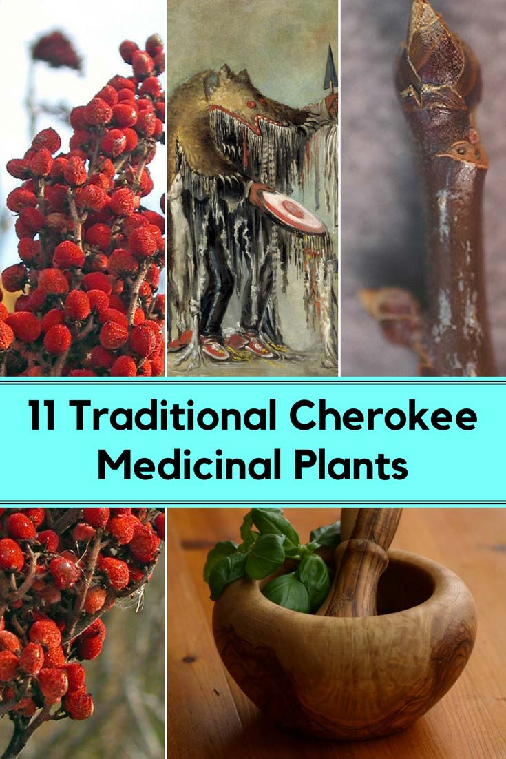 Traditional Cherokee Medicinal Plants
