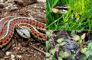7 Ways To Keep Snakes Out of Your Home and Garden
