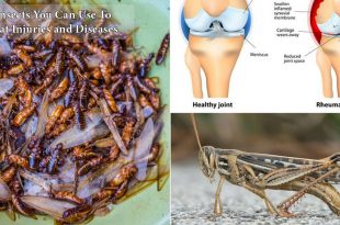8 Insects You Can Use to Treat Injuries and Diseases