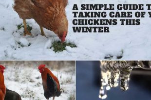 A Simple Guide to Taking Care of Your Chickens This Winter