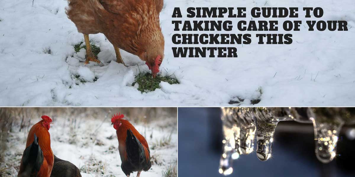 A Simple Guide to Taking Care of Your Chickens This Winter