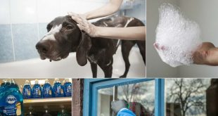 13 Ways To Use Dawn Dish Soap Around Your Home