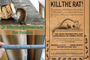 5 Effective Homemade Rat Poisons