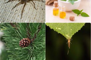 7 Essential Oils to Battle Bugs, Insects and Pests
