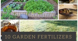 10 Garden Fertilizers You Already Have at Home