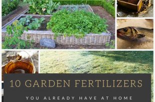 10 Garden Fertilizers You Already Have at Home