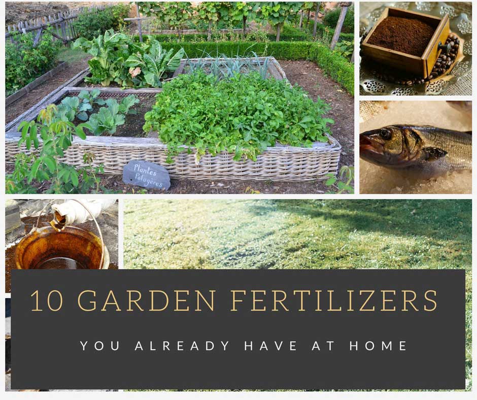 10 Garden Fertilizers You Already Have at Home