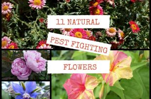 11 Natural Pest Fighting Flowers