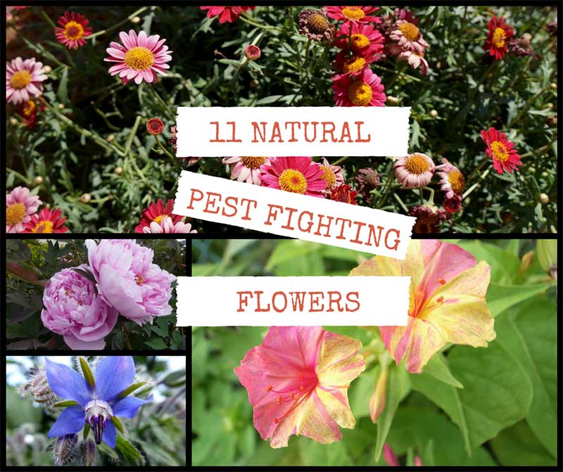 11 Natural Pest Fighting Flowers