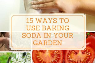 15 Ways to Use Baking Soda in Your Garden