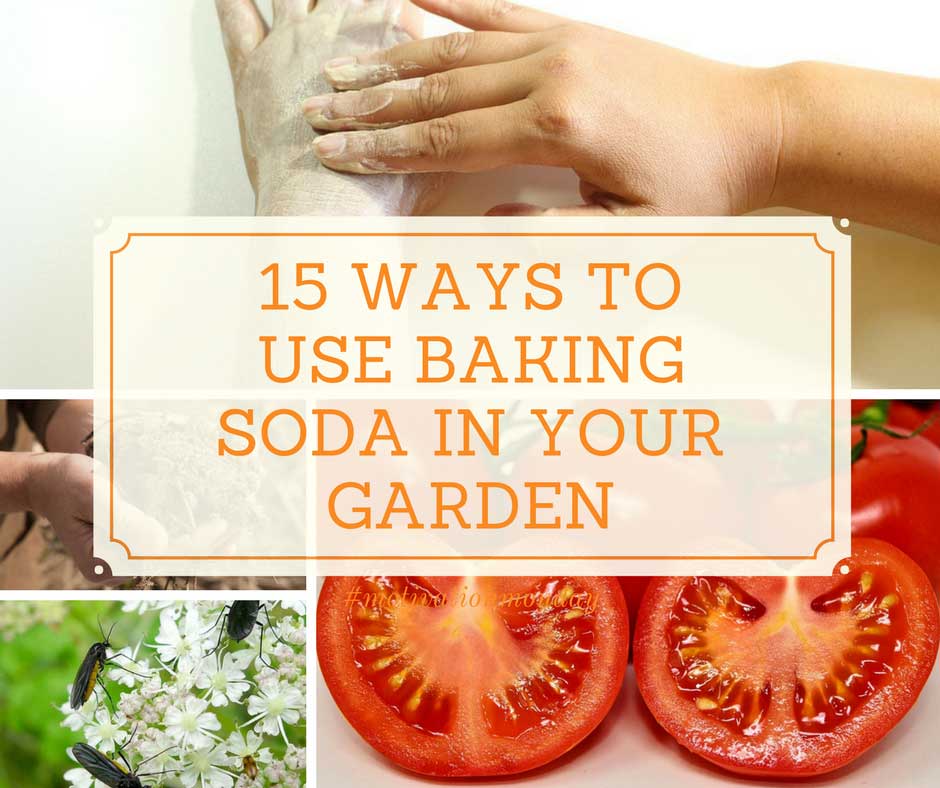 15 Ways to Use Baking Soda in Your Garden